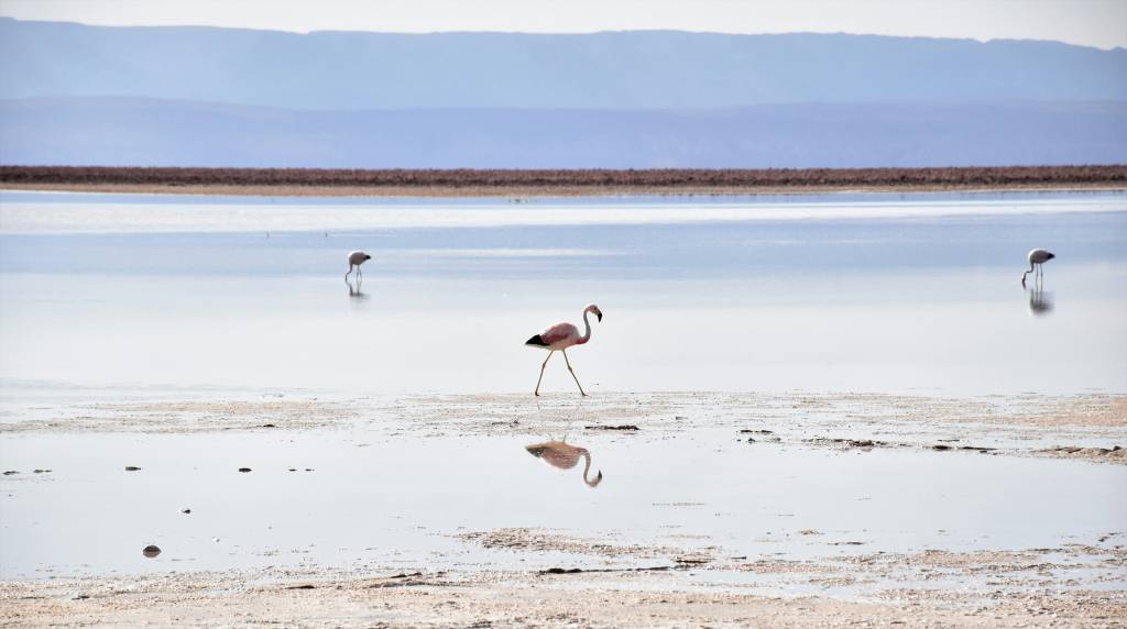 Salar de Atacama, Deserto do Atacama, Chile