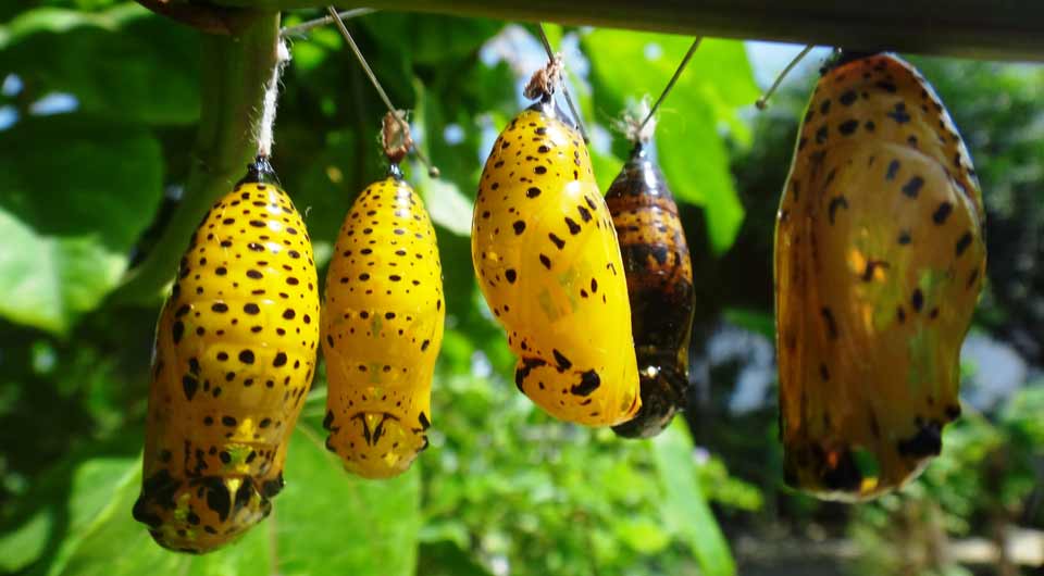 Butterfly Farm, Aruba, Caribe