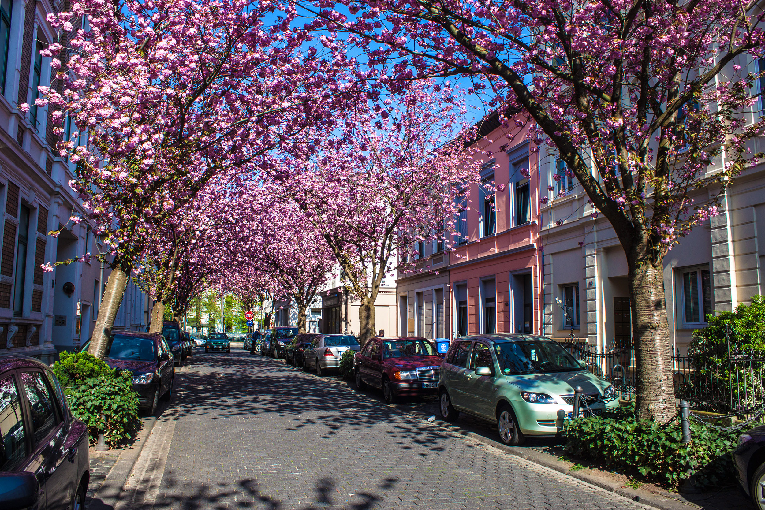 Árvores cerejeiras em flor em rua da cidade de Bonn, na Alemanha