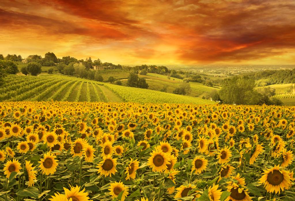 Campo de girassóis em paisagem da Toscana, Itália