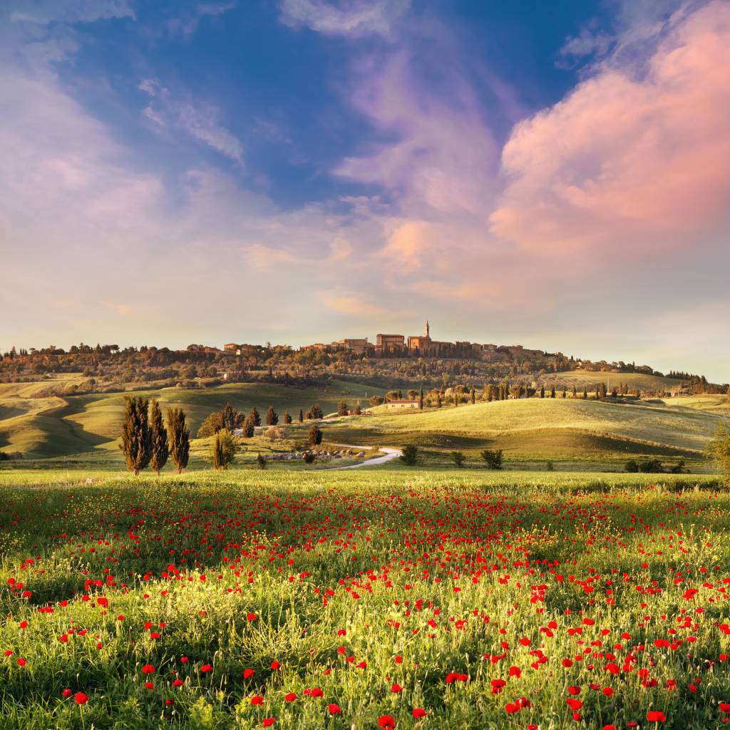 Campo de papoula na Toscana, ao por do sol