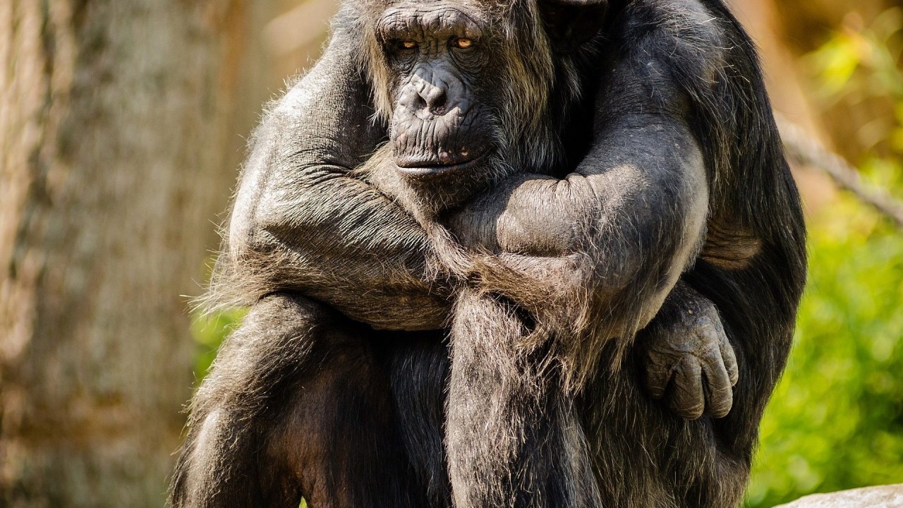 Macaco chimpanzé triste sentado pensativo
