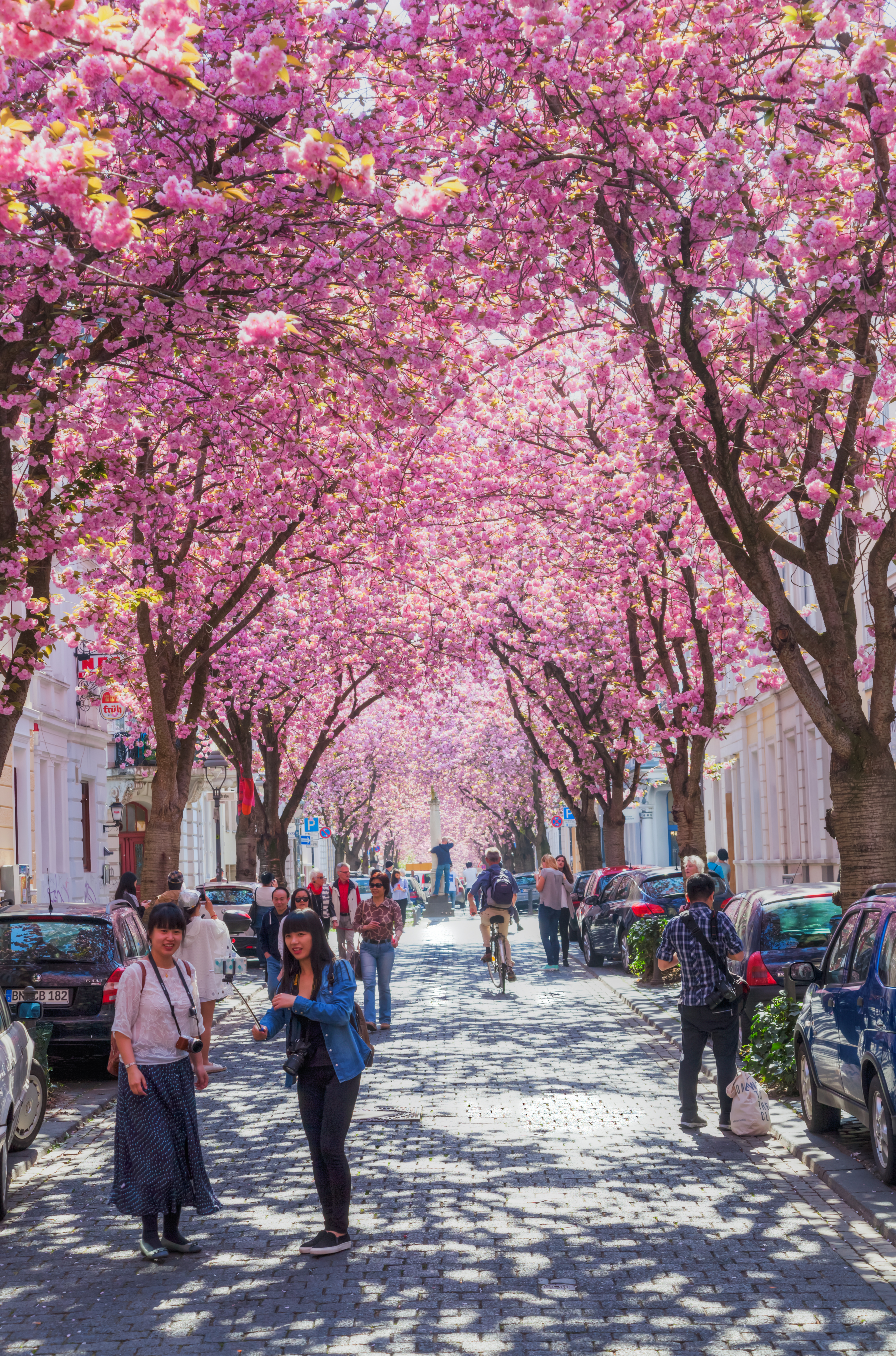 Rua com cerejeiras na cidade de Bonn, na Alemanha