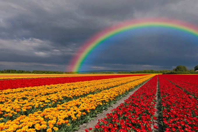 Campos de tulipas nos arredores de Keukenhof, na Holanda