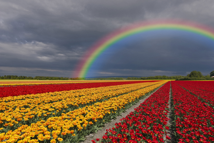 Campos de tulipas nos arredores de Keukenhof, na Holanda