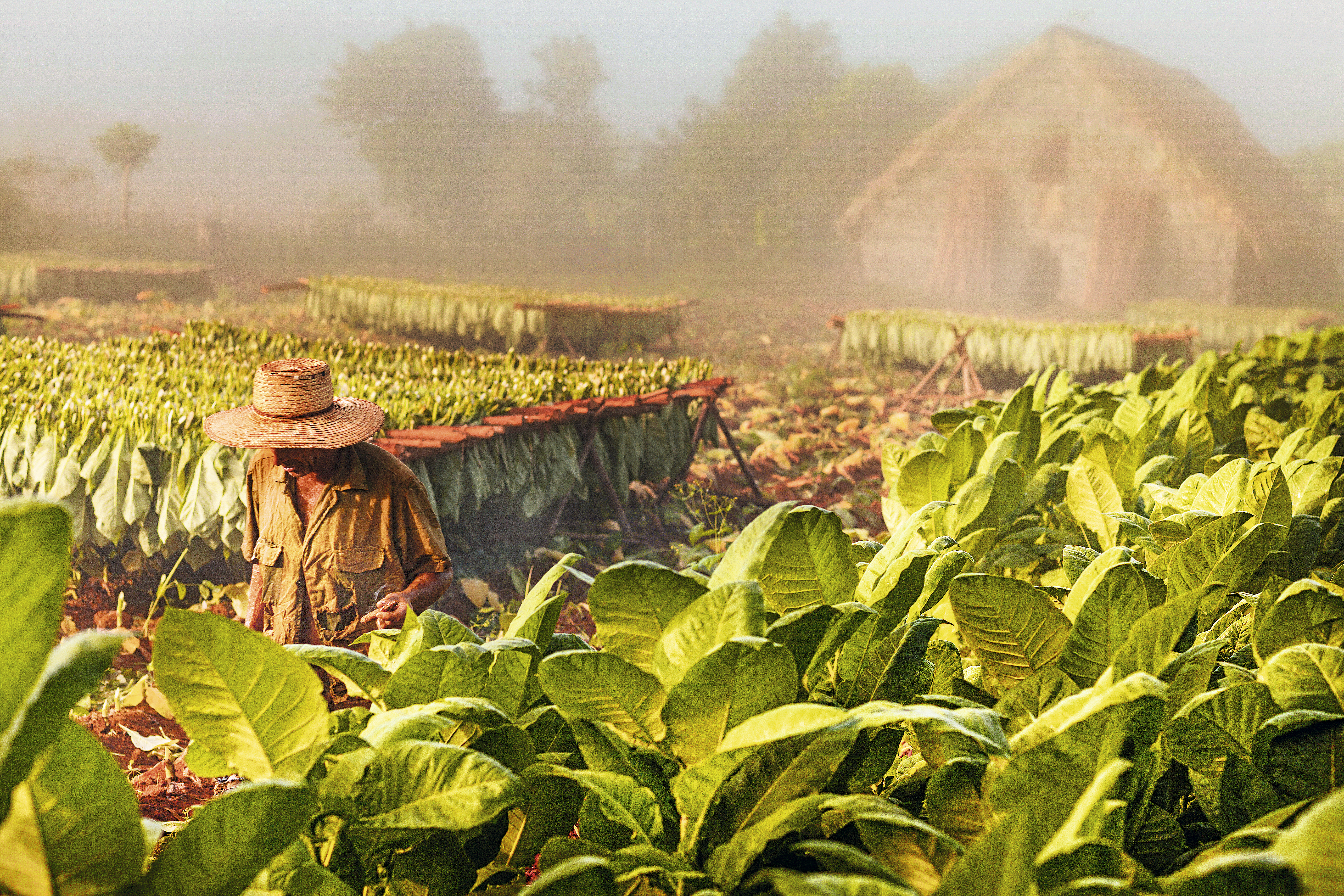 Plantação de tabaco em Viñales, Cuba