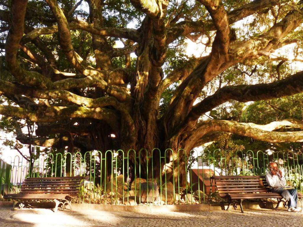 Praça XV de Novembro, no centro de Florianópolis, Santa Catarina