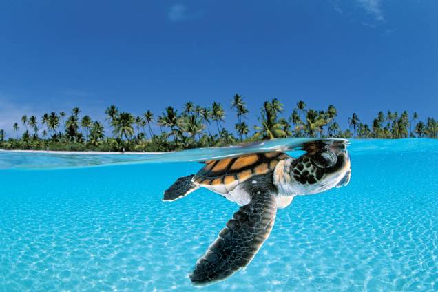 Marutea, na Polinésia Francesa: a luta das tartarugas para sobreviver levou David Doubilet a mundos exóticos