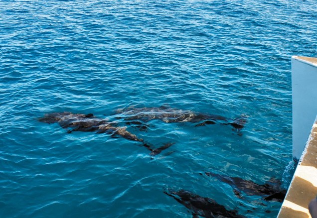 Coletivo de golfinhos, a caminho do Sancho