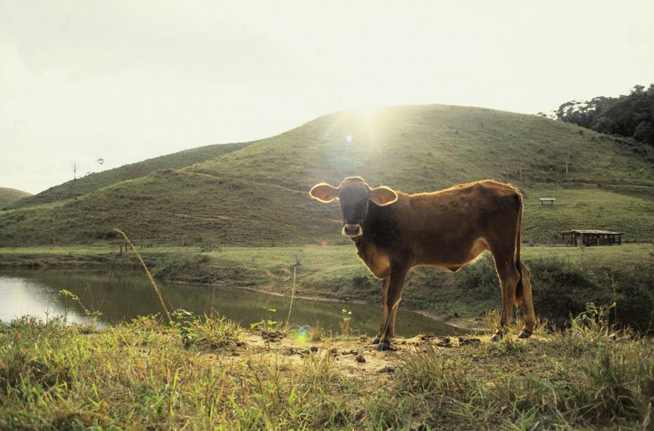 Bezerro na Barra do Piraí (RJ), onde a maior parte das atrações ficam na zona rural. Para conhecer a roça, uma boa pedida é o roteiro das fazendas do ciclo do café