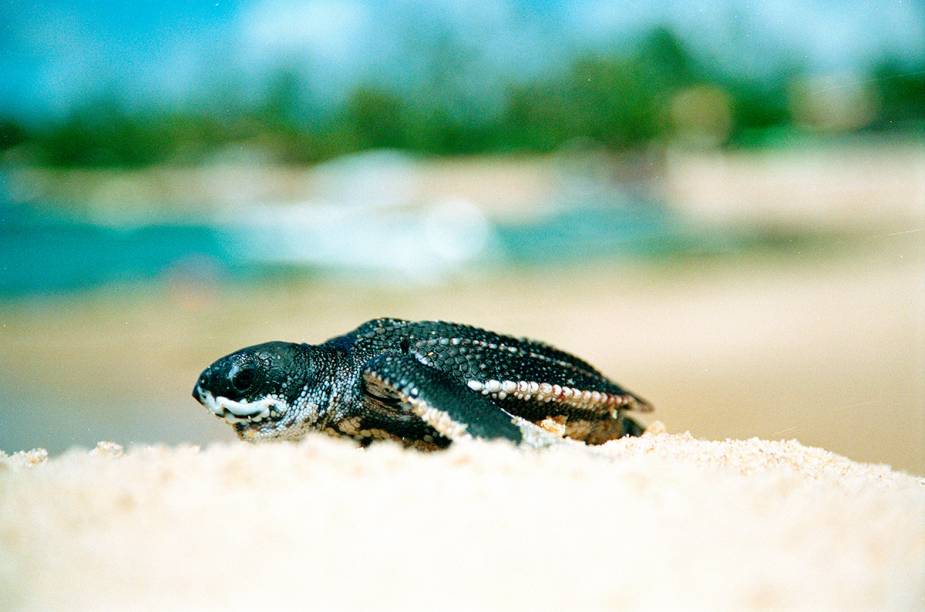 Tartaruga marinha assistida pelo projeto Tamar na Praia do Forte.