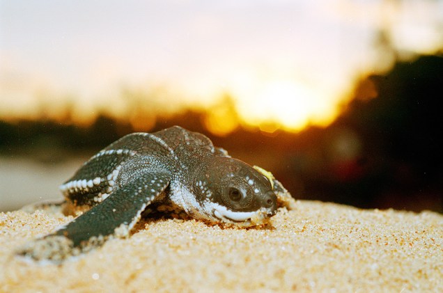Filhote de tartaruga marinha assistida pelo projeto Tamar na Praia do Forte.