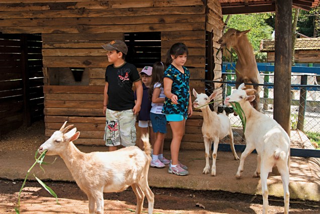 Na minifazenda da Bichomania, cavalos, alpacas, avestruzes e cabras são criados soltos