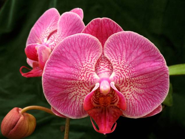 Uma das atrações da cidade é o Orquidário Aranda com mais de 5 mil orquídeas em exposição e cerca de 500 à venda