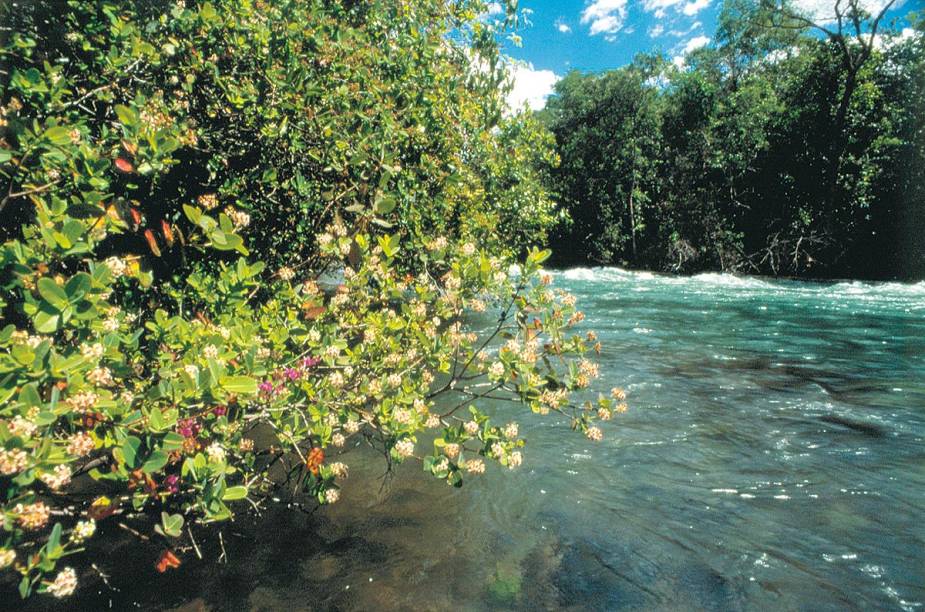 Cristalino, o Rio Formoso passa por dentro do Parque Nacional e pode ser observado em um passeio com flutuação