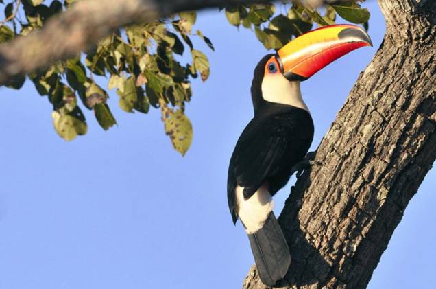 Tucano na área da Pousada Araras Eco Lodge, no Pantanal Norte Tucano na área da Pousada Araras Eco Lodge, no Pantanal Norte