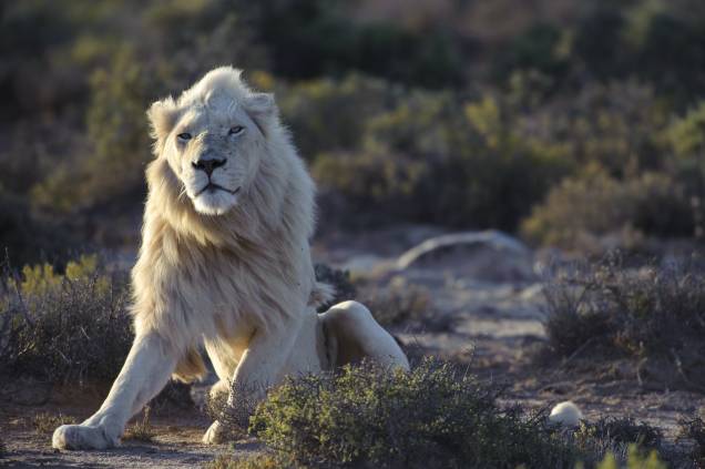 O leão branco, que de albino não tem nada, em casa na Reserva Sanbona, na África do Sul
