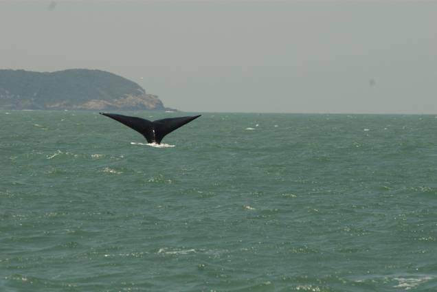 Baleia franca, segunda espécie de baleia mais ameaçada de extinção no planeta