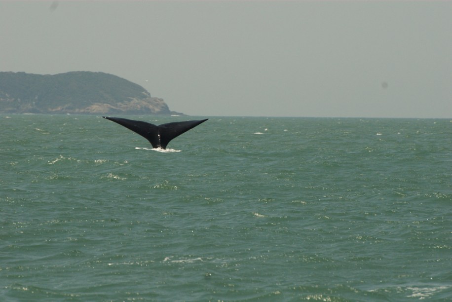 Baleia franca, segunda espécie de baleia mais ameaçada de extinção no planeta