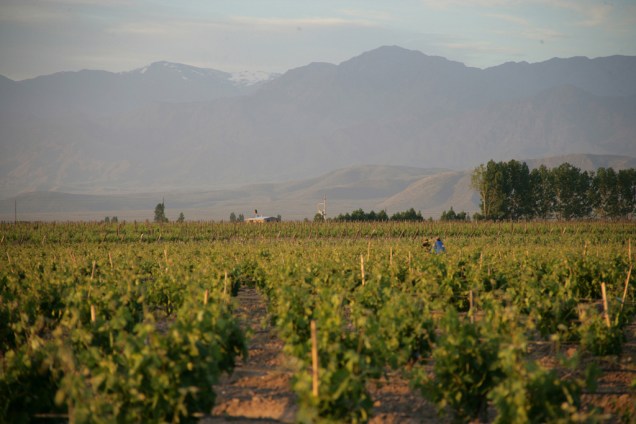 Mendoza produz quase 80% da produção de vinho da Argentina. A colheita da uva é celebrada com música e desfiles na Festa Nacional da Vindima, em março
