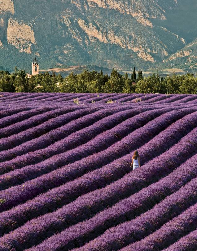 Plantação de lavanda em Provence, na França Plantação de lavanda em Provence, na França