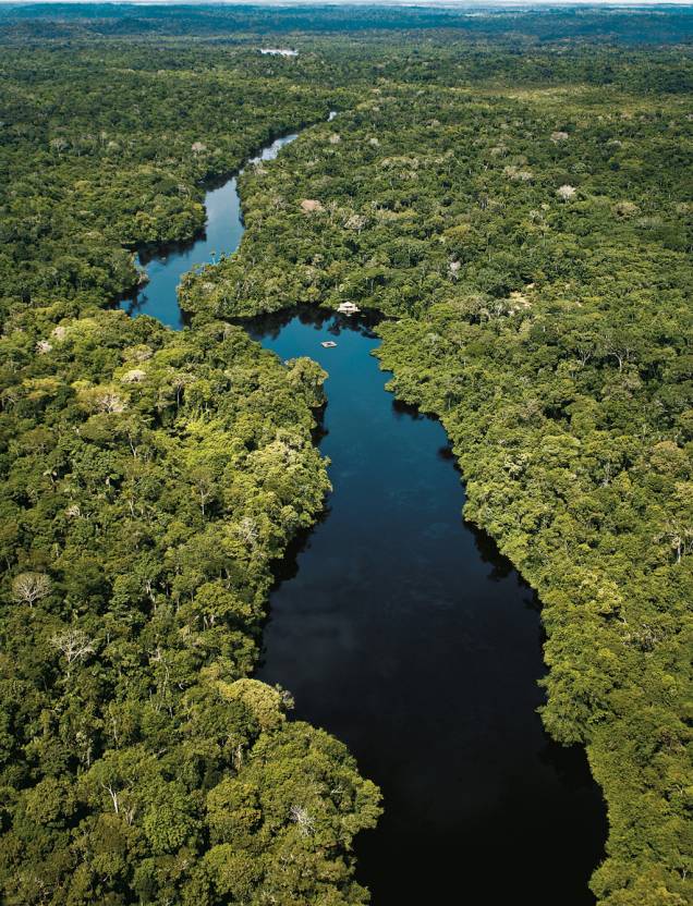 Com mais de 7 milhões de quilômetros quadrados, a Amazônia se estende por territórios do Brasil, Venezuela, Suriname, Colômbia, Bolívia, Equador, Peru, Guiana e Guiana Francesa. A maior floresta tropical do mundo reúne uma em cada dez espécies de animais da Terra