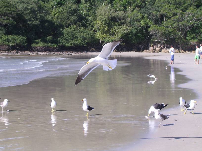 Gaivotas na Praia de Bombas, procurada por surfistas devido ao mar agitado e pelas famílias que se hospedam em pousadas da orla
