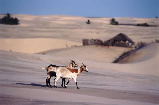 Caminhar pelas dunas do Parque Nacional dos Lençóis Maranhenses, formadas pelos ventos que sopram do mar, é uma experiência inesquecível Caminhar pelas dunas do Parque Nacional dos Lençóis Maranhenses, formadas pelos ventos que sopram do mar, é uma experiência inesquecível