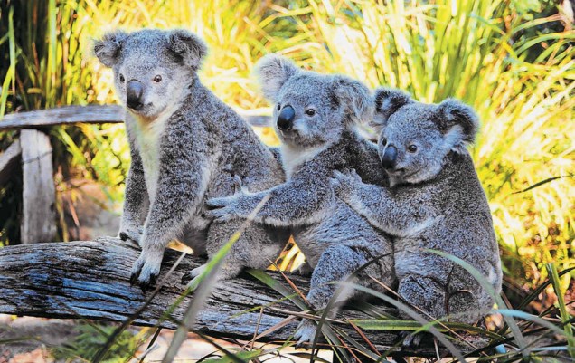 Coalas no Lone Pine Koala Sanctuary, na cidade australiana de Brisbane