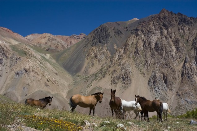 É possível percorrer os arredores de Mendoza, que fica aos pés da Cordilheira dos Andes, em cavalgadas como os típicos “gaúchos”