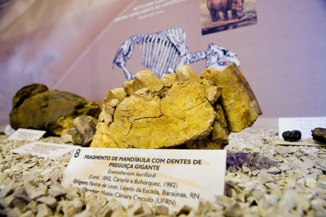 Fóssil de preguiça gigante do Museu do Lajedo Soledade