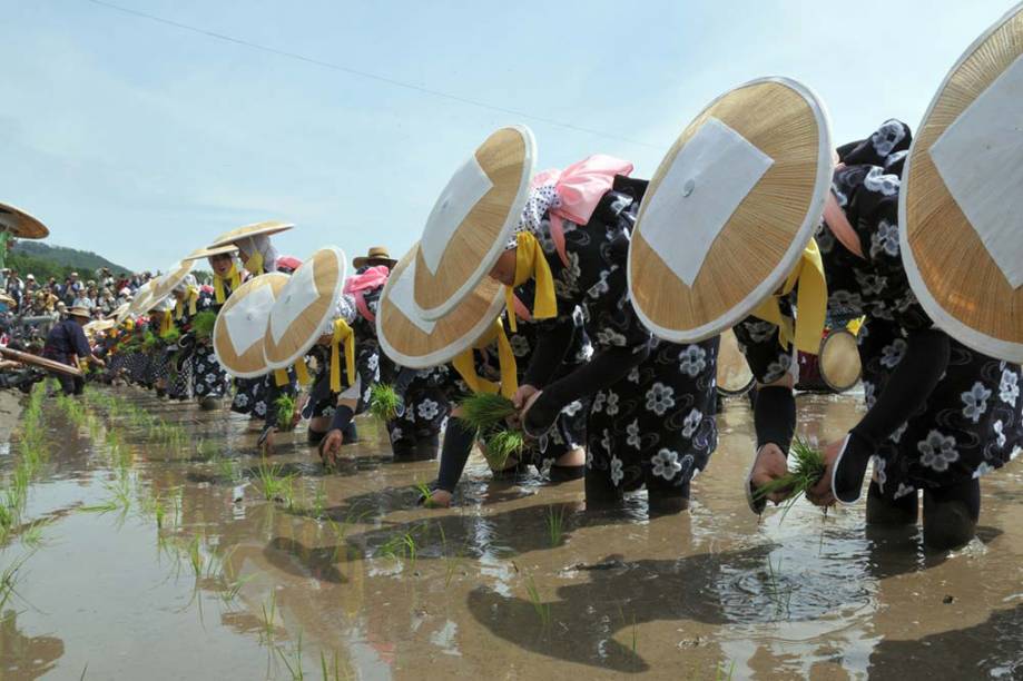 O <strong>Mibu no Hana Taue</strong> é um ritual de replantio do arroz em Hiroshima, no <strong>Japão</strong>, para que a colheita seja abundante. No primeiro domingo de junho, os camponeses se reúnem e cantam acompanhados de tambores, flautas e gongos O <strong>Mibu no Hana Taue</strong> é um ritual de replantio do arroz em Hiroshima, no <strong>Japão</strong>, para que a colheita seja abundante. No primeiro domingo de junho, os camponeses se reúnem e cantam acompanhados de tambores, flautas e gongos