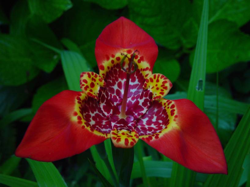 Flor do gênero Alophia, no Nacional do Itatiaia Flor do gênero Alophia, no Nacional do Itatiaia
