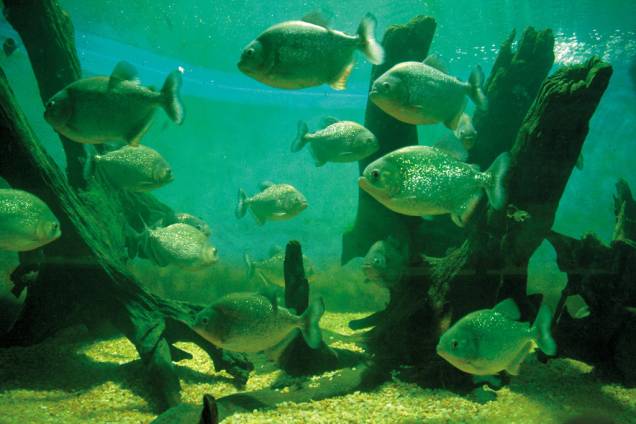 O Aquário Municipal de Santos tem 30 tanques com 150 espécies de água doce e salgada
