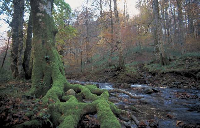 O Quinto Real, província de Navarra, região dos Pirineus O Quinto Real, província de Navarra, região dos Pirineus