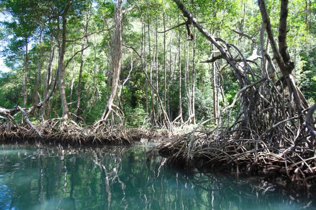 Samaná também é um paraíso para o ecoturismo. O Parque Nacional Los Haitises reúne manguezais, rochedos e cavernas com pinturas rupestres