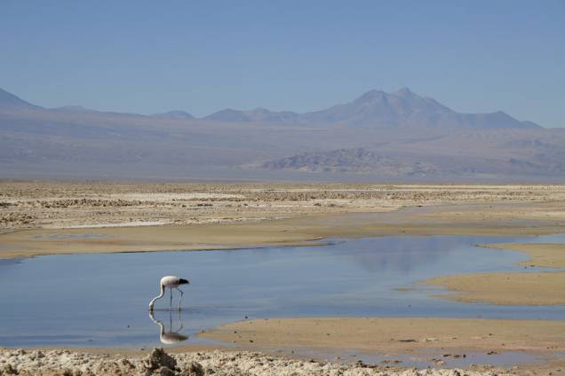 Aves migratórias como flamingos são encontradas nas lagoas do Salar do Atacama