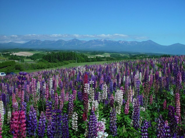 Campos de lavanda em Furano, na ilha de Hokkaido, norte do Japão