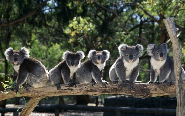 Em nenhum outro país do mundo a fauna é tão representativa e singular que na Austrália. Animais endêmicos e de feições únicas como coalas (foto), cangurus, ornitorrincos e diabos-da-tasmânia podem ser vistos em parques como o Taronga Zoo