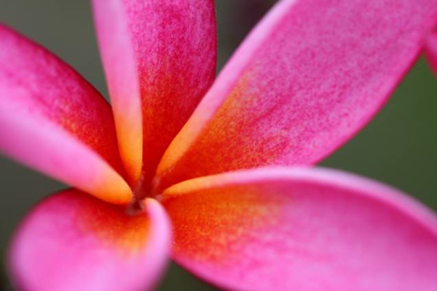 As flores do gênero Plumeria são muito comuns na região da Polinésia e, como nesse caso, em Zanzibar, na Tanzânia