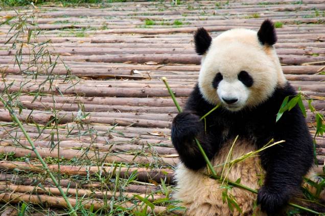 Os característicos pandas-gigantes são animais endêmicos da China, vivendo principalmente nas províncias de Shaanxi e Sichuan. Com uma alimentação a base de folhas e brotos de bambu, esses grandes mamíferos tornaram-se símbolo do conservacionismo, não só por sua graça, mas também por sua ameaçada existência.