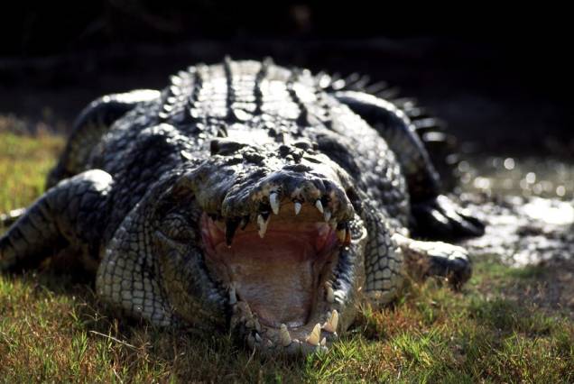 Grandes crocodilos já fizeram a fama cinematográfica de Queensland 