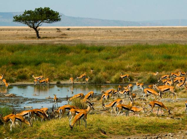 Gazelas pastando nas amplas savanas do Parque Nacional do Serengeti, na Tanzânia