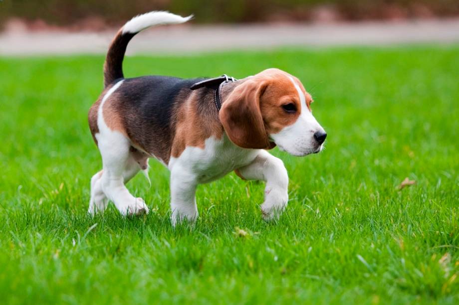 Um dos mais representativos cães da Grã-Bretanha, o Beagle é um dos animais favoritos de crianças de todo o mundo por sua afabilidade e jovialidade. Excelente farejador, originalmente foi criado para a caça de coelhos e raposas, um esporte popular entre a aristocracia inglesa. O personagem Snoopy, de Charles Schulz, é considerado o beagle mais famoso do mundo. Os Metralhas, personagens da Disney, são conhecidos no original em inglês como Beagle Boys, apesar de não se parecerem nada com um deles