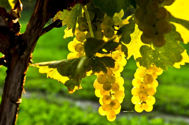 Bento em Vindima: a festa celebra a colheita da uva em Bento Gonçalves