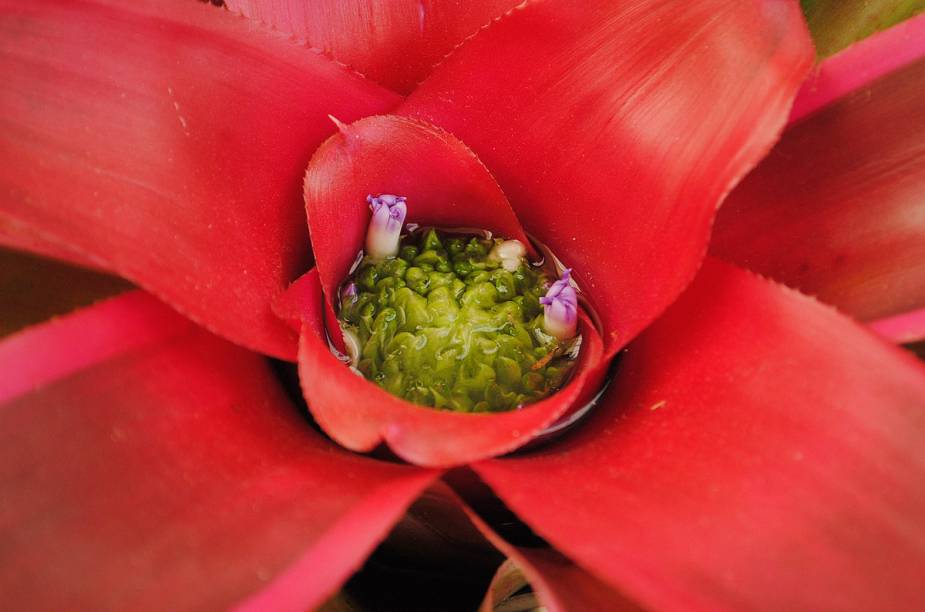 Bromélia no Jardim Botânico do Rio, o principal do Brasil