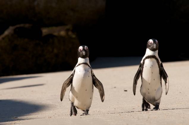 Nos arredores da Cidade do Cabo, Boulders Beach é uma praia habitada por cerca de 3 mil pinguins