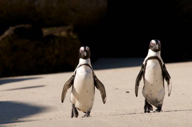 Nos arredores da Cidade do Cabo, Boulders Beach é uma praia habitada por cerca de 3 mil pinguins Nos arredores da Cidade do Cabo, Boulders Beach é uma praia habitada por cerca de 3 mil pinguins
