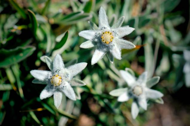 O Edelweiss é uma pequena flor branca encontrada em grandes altitudes dos Alpes. Seu poder simbólico é tão grande que está em moedas, selos e emblemas militares de países como Suíça e Áustria. A canção <em>Edelweiss</em>, do filme <em>A Noviça Rebelde</em>, é confundida por muitos como sendo o hino nacional austríaco