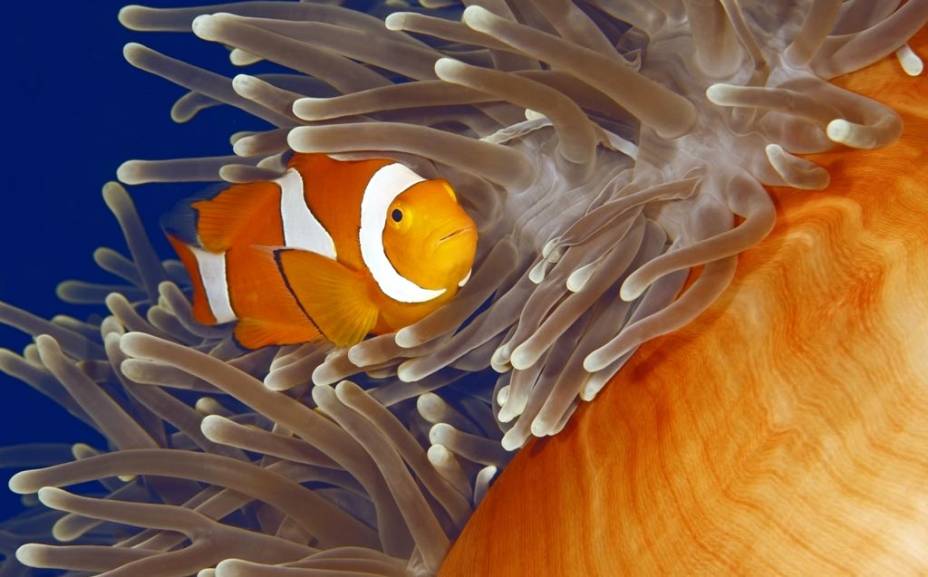 A Grande Barreira de Coral e seu mosaico de cores e vida marinha é um dos principais alicerces turísticos do nordeste australiano 